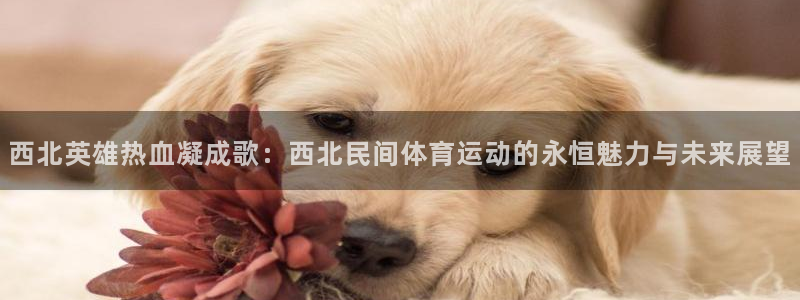 3377体育全网